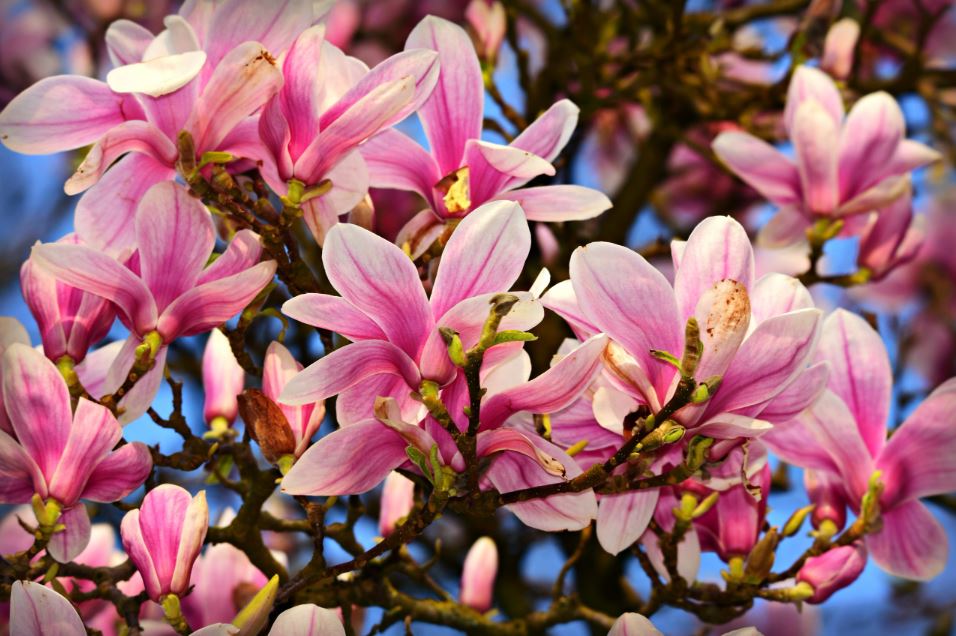 Florales